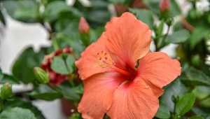 Wytwarza cudne kwiatostany, które mogą zdobić dom nawet przez kilka miesięcy.