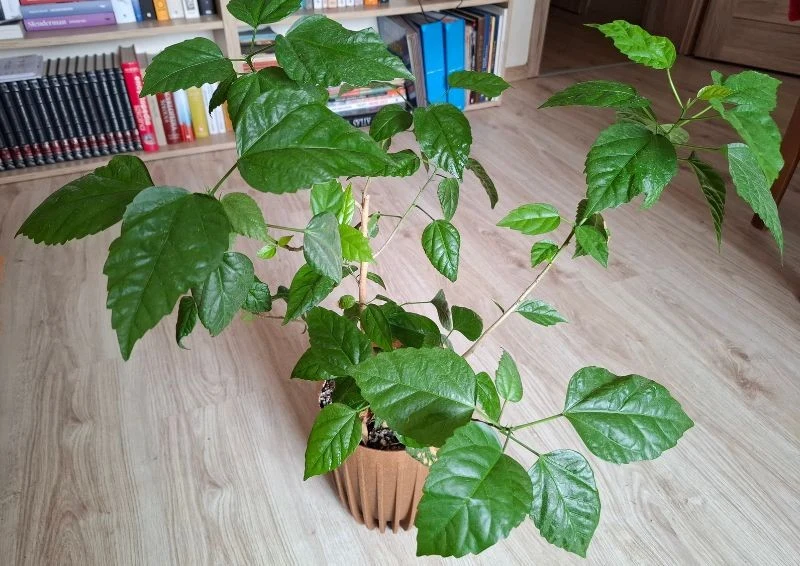 Róża chińska nawet bez kwiatów świetnie wygląda w salonie.