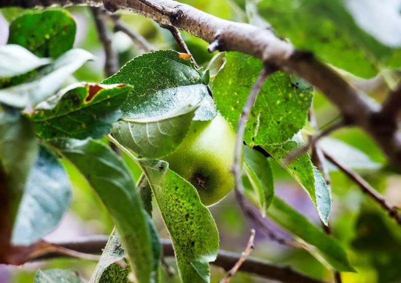 Liście jabłoni też są łakomym kąskiem dla szkodnika.