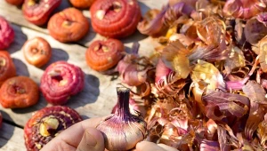 Jakie gatunki roślin cebulowych i bulwiastych należy wykopać jesienią?