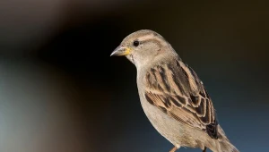 Wróble są nierozerwalnie związane z człowiekiem. Występują tam, gdzie mieszkają ludzie.