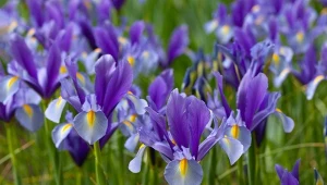 Jak sadzić irysy jesienią, aby pięknie zakwitły na wiosnę?