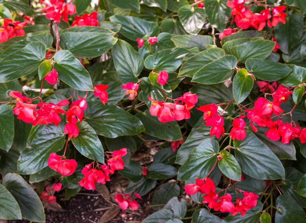 Begonie rosnące w gruncie można wykopać w październiku – ważne, aby zdążyć przed większymi przymrozkami