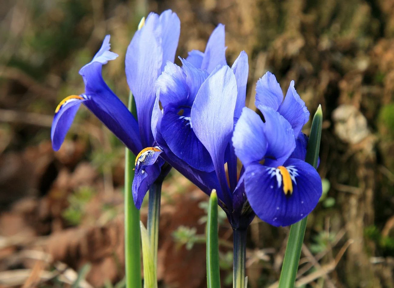 Niektóre odmiany irysów cebulowych mogą kwitnąć na przełomie litego i marca