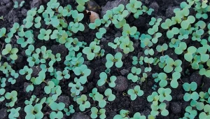 Rzepik ozimy to ratunek dla zmęczonej gleb.