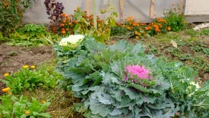 Te jesienne błędy kosztują cię uprawy. Łatwo ich unikniesz