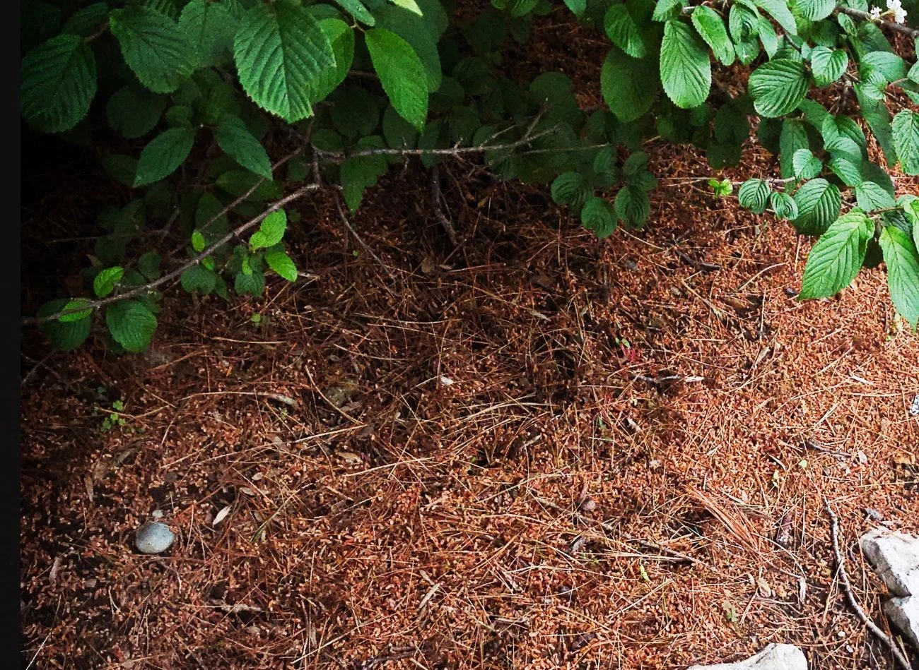 Igliwie sosnowe wykazuje właściwości zakwaszające.