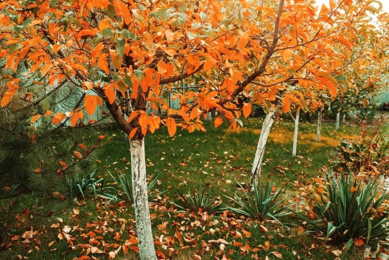 Wybór odpowiedniego nawożenia jesienią ma ogromne znaczenie dla uprawy. Fot. Kamchatka/Canva Pr