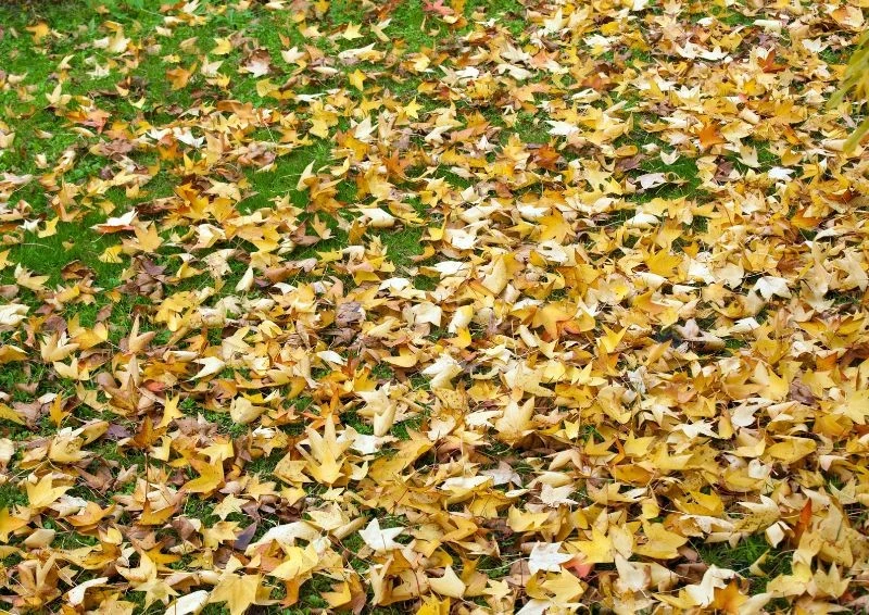 Opadłe liście można pozostawić, by stanowiły schronienie dla owadów.