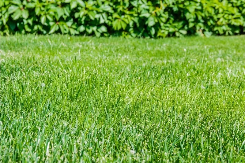 Dzięki jesiennej skaryfikacji trawnik się zagęści i odzyska zdrowie, co zaobserwujemy już wiosną