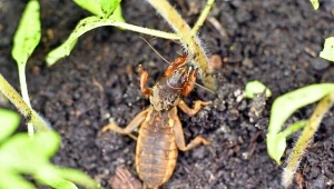 Jak pozbyć się turkucia z ogrodu? Przedstawiam mało znany sposób, który świetnie się sprawdził w moim ogrodzie.