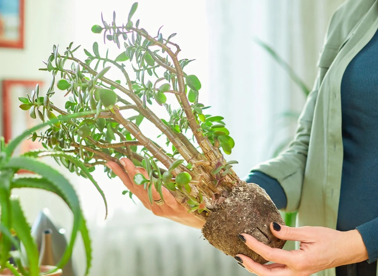 Sukulenty warto przesadzać na początku sezonu wegetacyjnego, czyli wiosną lub wczesnym latem
