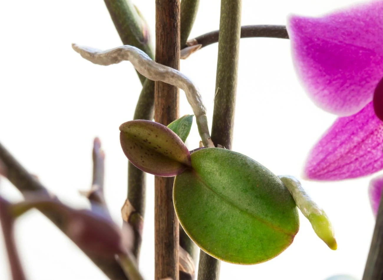 Keiki można oddzielić i posadzić jako samodzielne rośliny, gdy mają odpowiednio rozwinięte liście i korzenie.