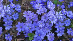 Posadź na początku października. Wczesną wiosną stworzy szafirowe łany kwiatów