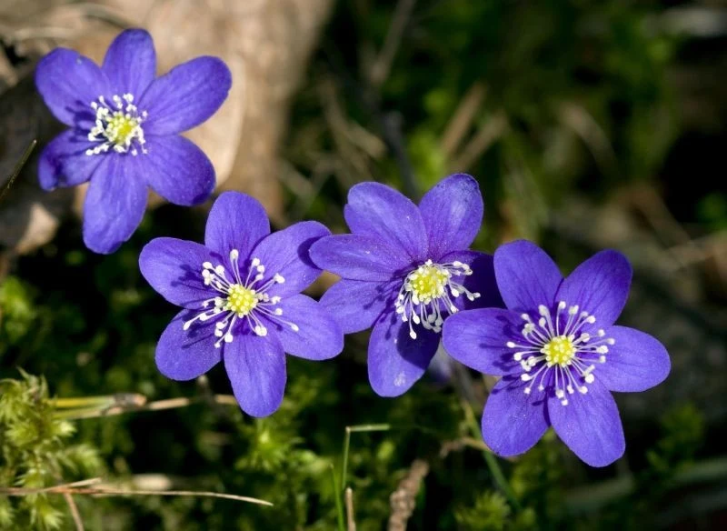 Przylaszczki wymagają minimalnej pielęgnacji