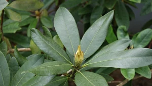 Jak przygotować glebę pod sadzenie rododendronów? Szybko się ukorzenią