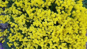 Te kwiaty wysiej jesienią w ogrodzie. Obrodzą wiosną i zachwycą kolorami