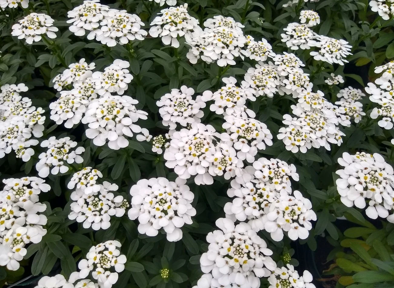 Ubiorek wieczniezielony to roślina wieloletnia, ceniona za swoje śnieżnobiałe kwiaty i zimozielone liście, które ozdabiają ogród przez cały rok.