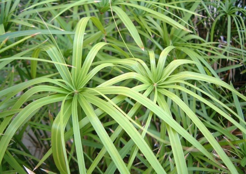 Liście papirusa doniczkowego układają się w charakterystyczny, parasolowaty kształt.