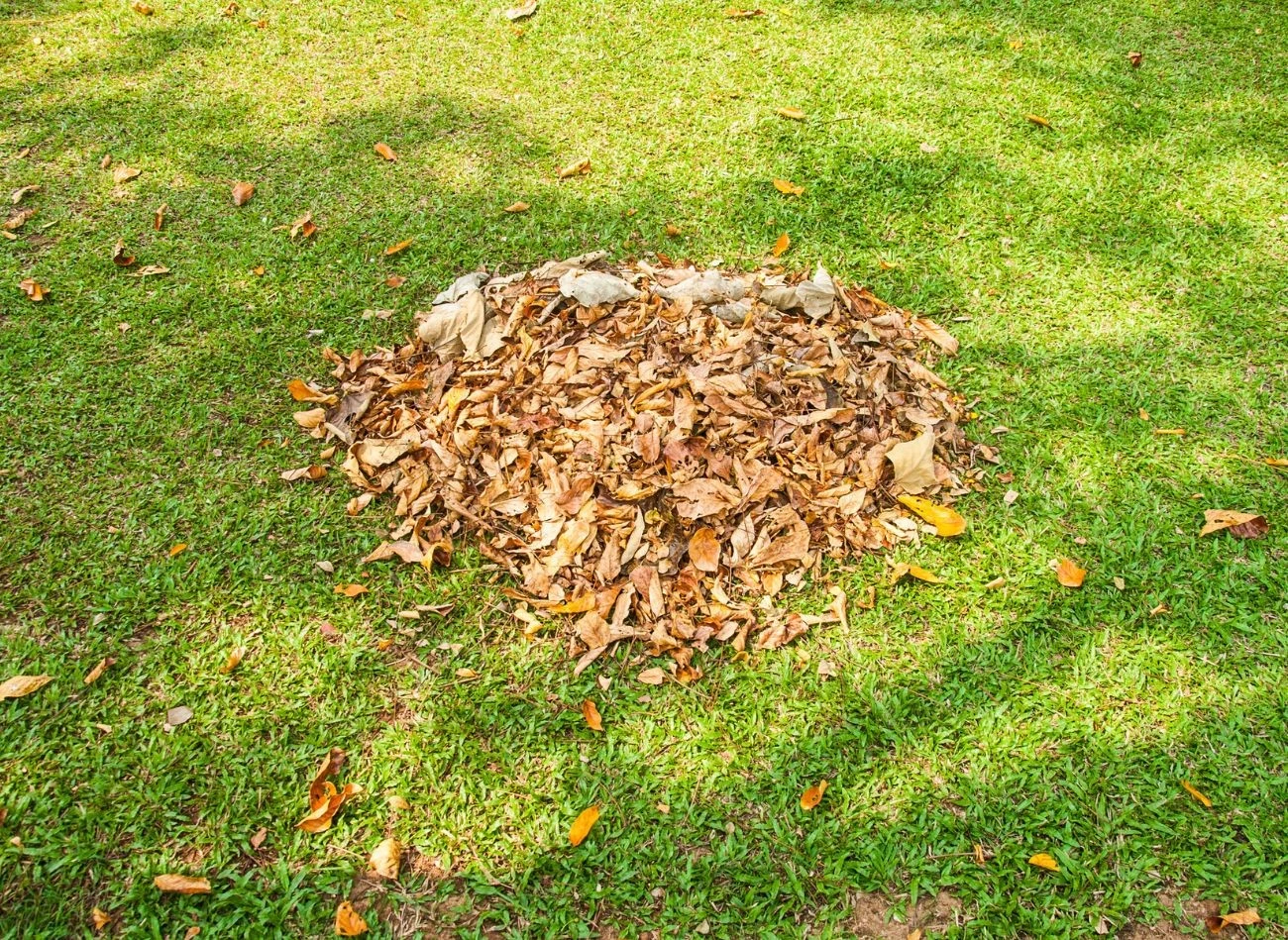Liście są cennym źródłem materii organicznej, dlatego warto wykorzystać je w ogrodzie