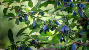 Przycinanie jagody kamczackiej pobudzi ją do owocowania, ale to niejedyny zabieg pielęgnacyjny, o którym warto pamiętać.