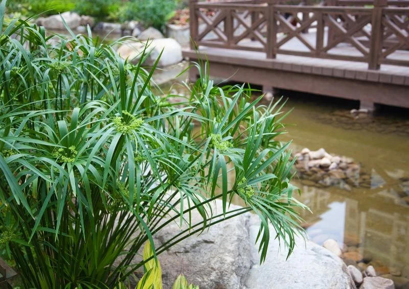 Cibora zmienna może rosnąć w pobliżu oczek wodnych.