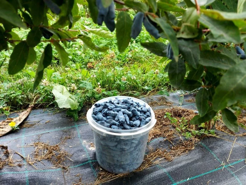 Czym nawozić jagodę kamczacką jesienią, by lepiej owocowała