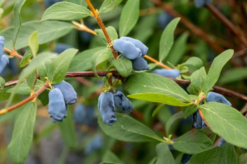 Jagoda kamczacka jest długowiecznym i niewymagającym krzewem