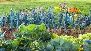 Ostatnie nawożenie w sezonie. Co dać warzywom jesienią, by plon był lepszy?