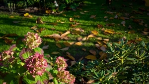 Co przyciąga szczury do ogrodu?