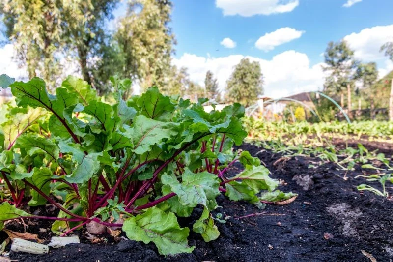 Jesienią do nawożenia warzyw możemy wykorzystać dojrzały kompost lub mączkę bazaltową