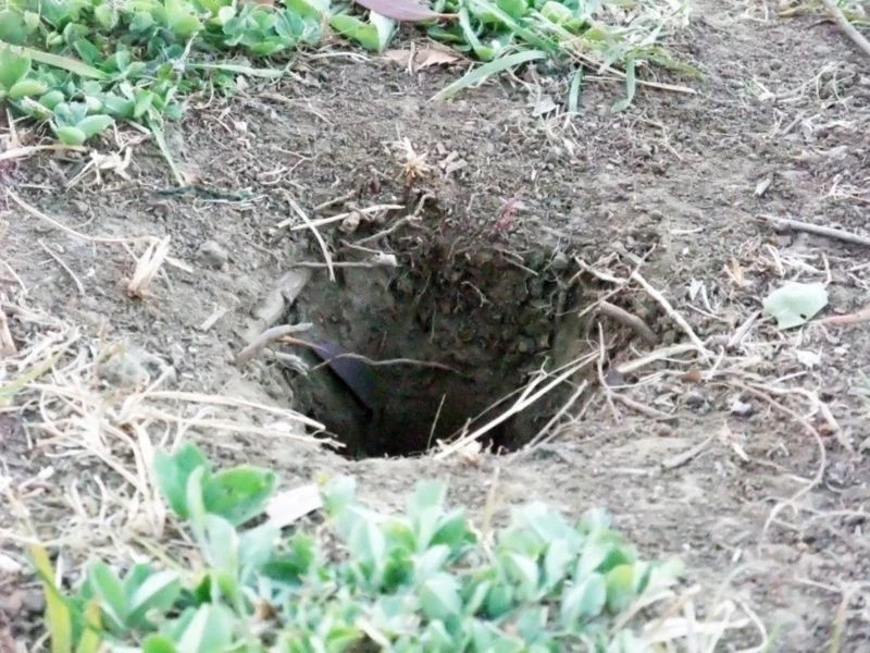 Jak pozbyć się szczurów z ogrodu w humanitarny sposób