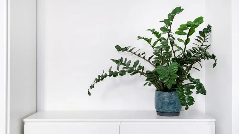 Dlaczego zamiokulkas marnieje