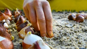 Dziury przy grządkach to oznaka pojawienia się w ogrodzie szkodników.