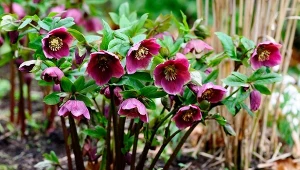 Jakie rośliny należy przyciąć w październiku? Na zdjęciu znajduje się ciemiernik wschodni.