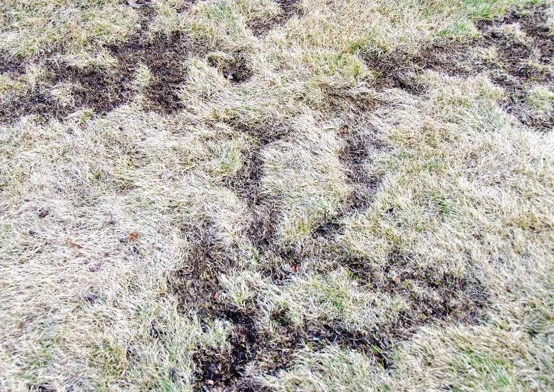 Podziemne tunele nornic wyraźnie uszkadzają grządki.