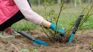 Kiedy sadzić róże? Jesień to najlepszy czas dla wielu odmian.