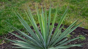 Czym wzmocnić jukę ogrodową przed zimą? Warto skorzystać z naturalnych nawozów.