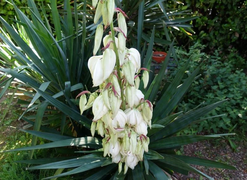 Dobre przygotowanie juki ogrodowej do zimy przekłada się na jej obfite i długie kwitnienie w następnym sezonie