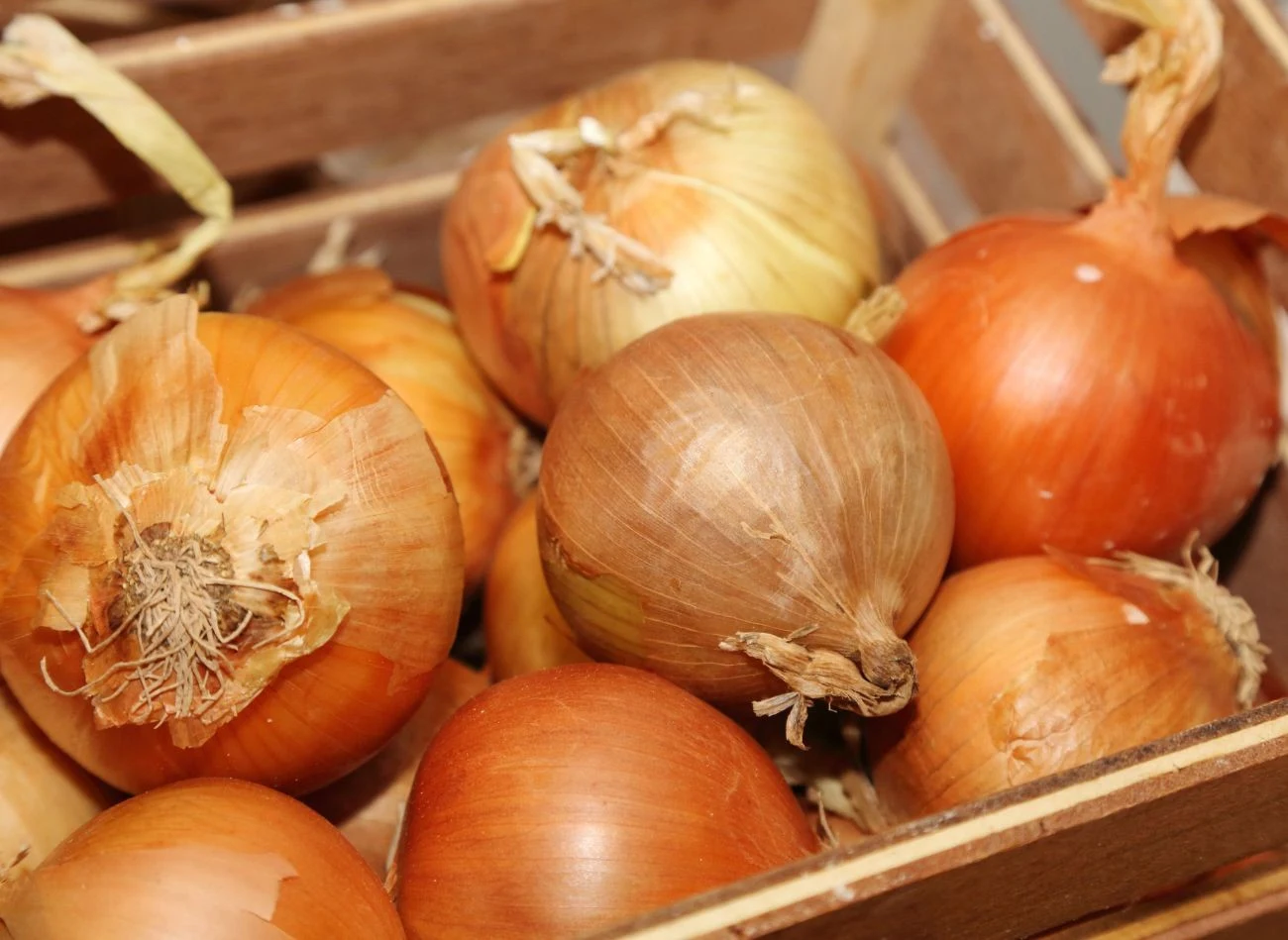 Do przechowywania nadają się tylko zdrowe sztuki, bez oznak gnicia czy pleśni