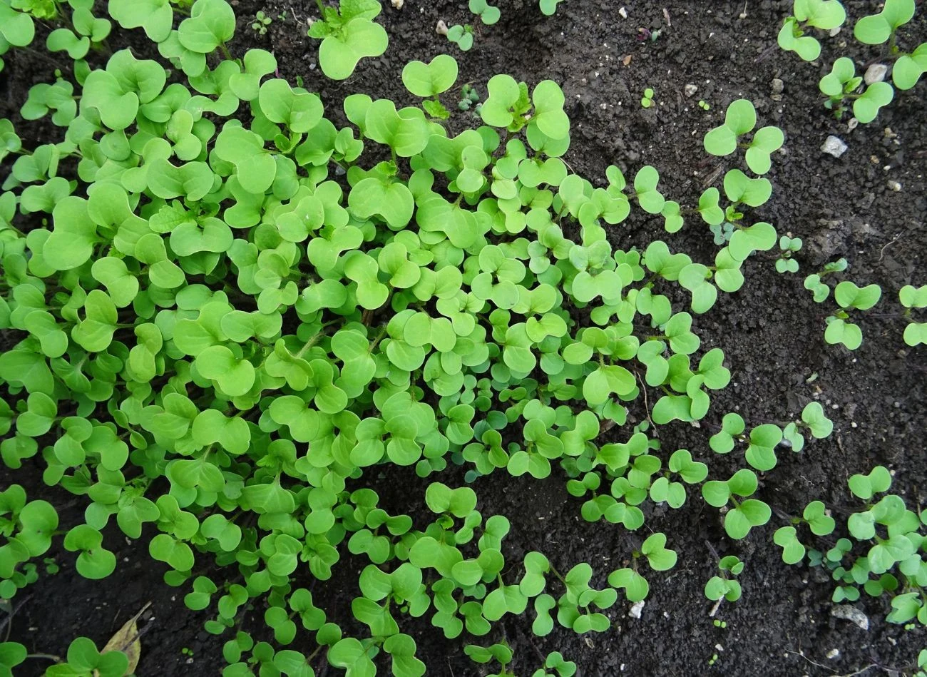 Nawet późny, październikowy siew poplonu może przynieść wymierne efekty, o ile zadbamy o właściwe przygotowanie stanowiska.