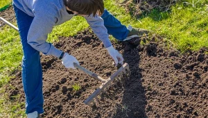 Co siejemy i sadzimy w ogrodzie w październiku? Czas na te kwiaty, warzywa i owoce