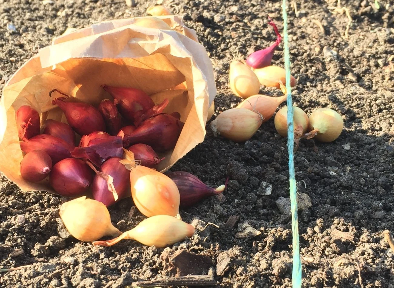 Październik to odpowiedni czas na sadzenie cebuli dymki.