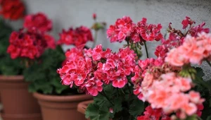 Jak przezimować pelargonie? Nie czekaj z tym do końca kwitnienia.