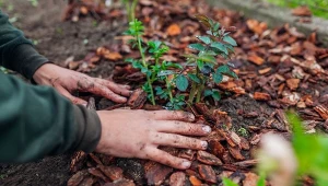 Czym najlepiej ściółkować ogród jesienią?