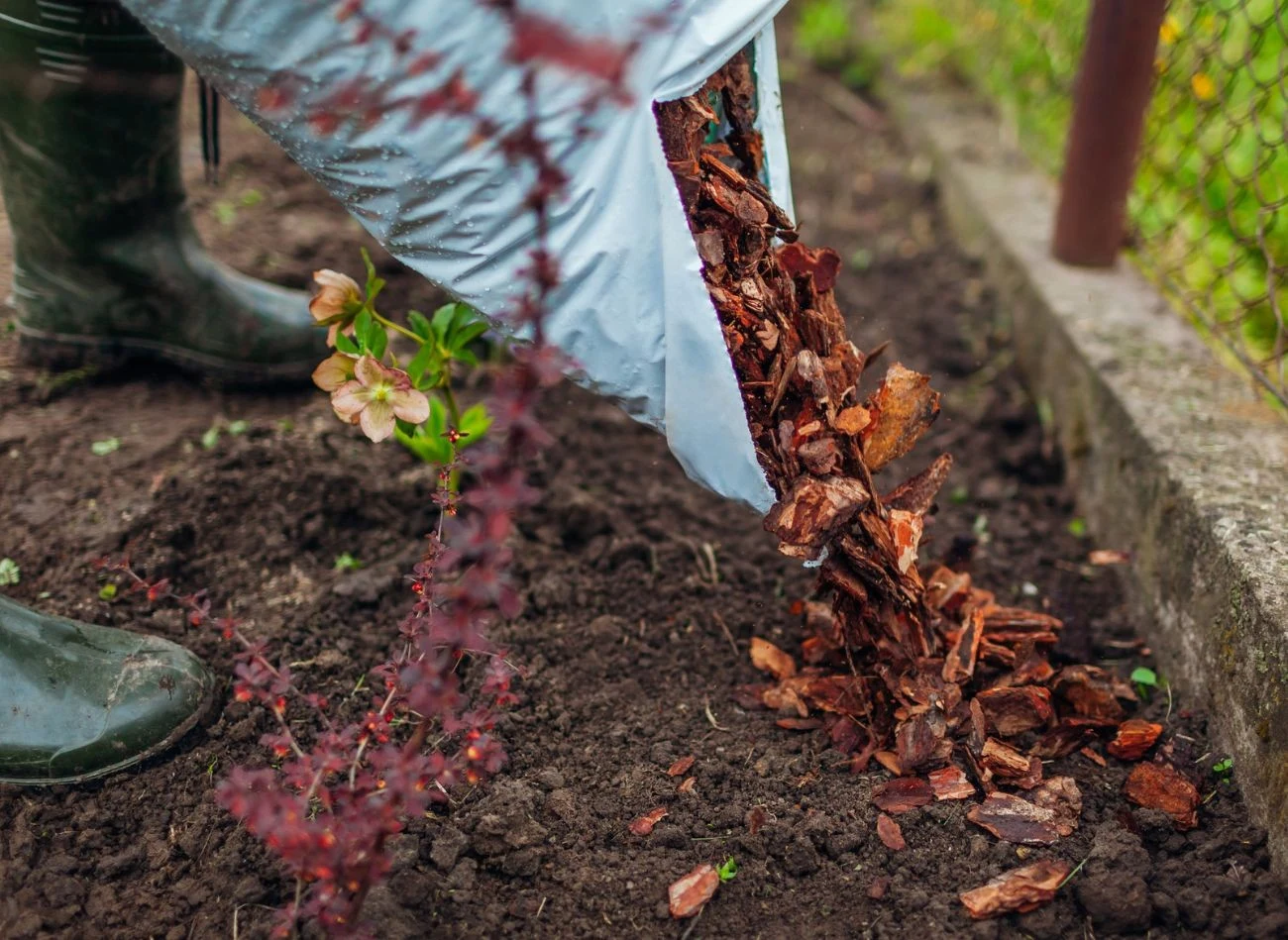 Do ściółkowania nadają się różne materiały np. kora drzew i gałęzie.