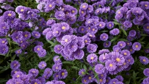 Kwitną do przymrozków i zachwycają kolorami. Astry bylinowe – ciekawe odmiany, pielęgnacja i uprawa