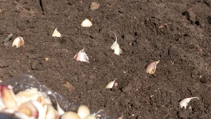 Warto wiedzieć, po czym uprawiać czosnek ozimy, aby zebrać duże i zdrowe główki.