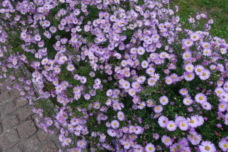 Lubiane przez ogrodników marcinki są proste w uprawie, ale wymagają żyznej gleby oraz systematycznego podlewania