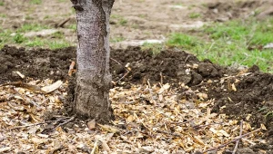 Jesienne ściółkowanie gleby przede wszystkim chroni rośliny przed negatywnymi warunkami atmosferycznymi.
